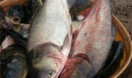 鲢鳙饵料,营养与生态兼顾的养殖之道