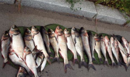 鲢鳙饵料,营养与生态兼顾的养殖之道